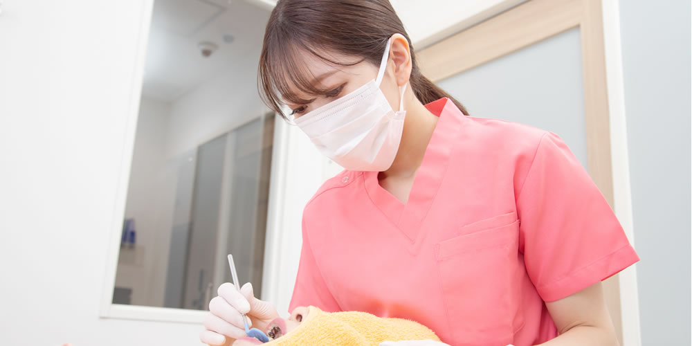 歯科衛生士の女性